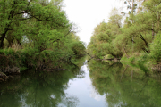 Idyllische Rheinauen