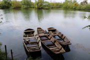 In den Rheinauen bei Au am Rhein