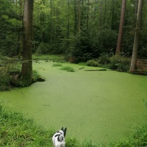 Mehr über den Artikel erfahren Wanderung rund um Haueneberstein – hier am Federsee