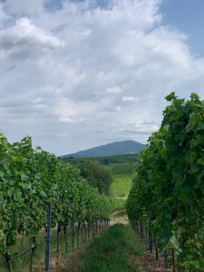 Mehr über den Artikel erfahren Turngauwanderung auf dem Rieslingweg