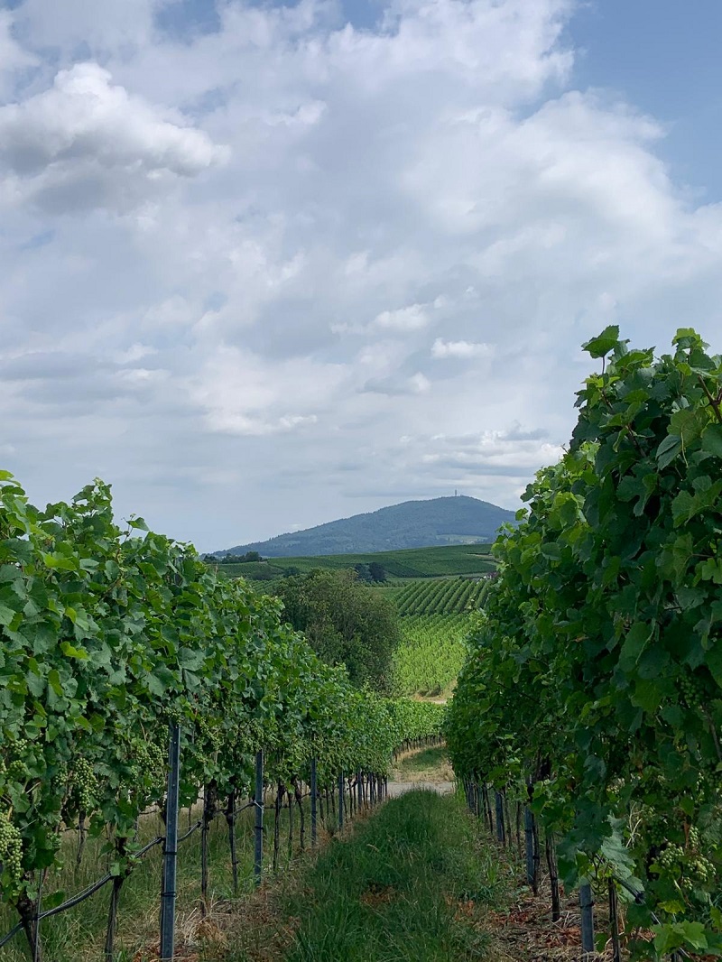 Mehr über den Artikel erfahren Turngauwanderung auf dem Rieslingweg